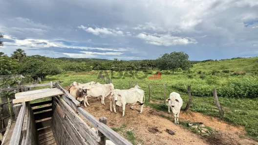 Fazenda/Sítio à venda, 290000m² no , Padre Bernardo