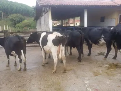 Fazenda/Sítio com 5 Quartos à venda, 500m² no Rio Claro, Paraibuna