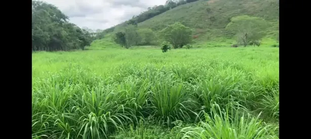 Fazenda/Sítio à venda, 350m² no , Mundo Novo