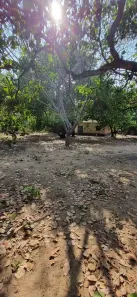 Fazenda/Sítio com 2 Quartos à venda, 10m² no Centro, Teresina