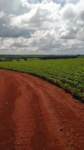 Fazenda/Sítio com 7 Quartos à venda, 85m² no , Santa Cruz de Goiás