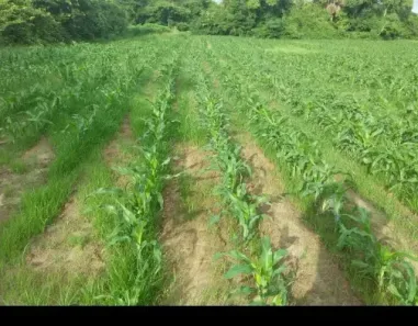 Fazenda/Sítio à venda no , Santa Rita do Tocantins