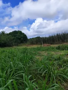Fazenda/Sítio com 3 Quartos à venda, 120000m² no , São José de Mipibu
