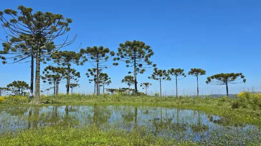 Fazenda/Sítio à venda, 200000m² no , Urupema