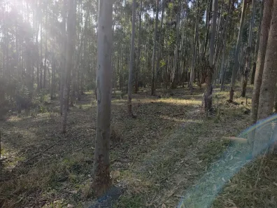 Fazenda/Sítio com 3 Quartos à venda, 80m² no Área Rural de Itapetininga, Itapetininga