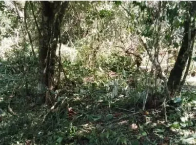 Lote/Terreno à venda, 379m² no Belas Artes, Itanhaém