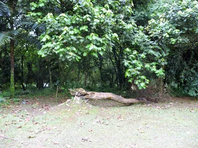 Lote/Terreno à venda, 588m² no Gramado, Cotia