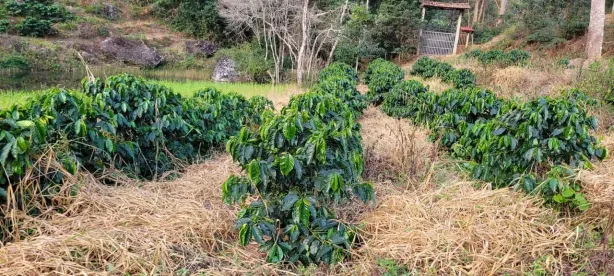 Fazenda/Sítio com 3 Quartos à venda, 50000m² no Aracê, Domingos Martins