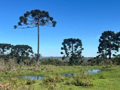 Lote/Terreno à venda, 20000m² no , Painel
