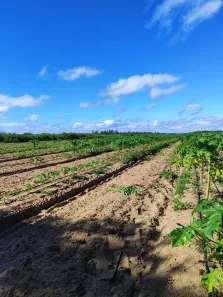 Fazenda/Sítio com 3 Quartos à venda, 620000m² no Arenã, São José de Mipibu
