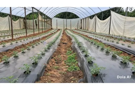 Fazenda/Sítio com 4 Quartos à venda, 110m² no Centro, Serra Negra