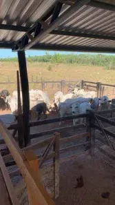Fazenda/Sítio com 4 Quartos à venda, 800m² no , Ribeirão Claro