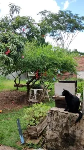 Fazenda/Sítio com 2 Quartos à venda, 100m² no , Álvares Machado