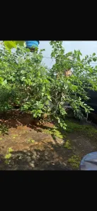 Lote/Terreno à venda, 396m² no Jardim Nova Era, Aparecida de Goiânia