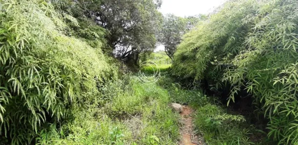 Lote/Terreno à venda, 53356m² no Santo Antônio de Lisboa, Florianópolis