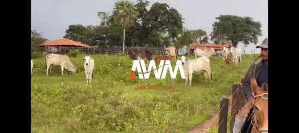 Fazenda/Sítio à venda, 3330000m² no Centro, Itapecuru Mirim
