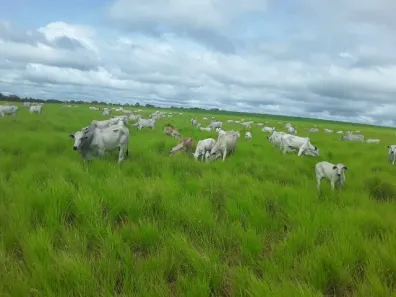 Fazenda/Sítio com 3 Quartos à venda, 1115m² no Galeão, Maringá