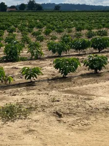 Fazenda/Sítio à venda, 1m² no , Rio Bananal