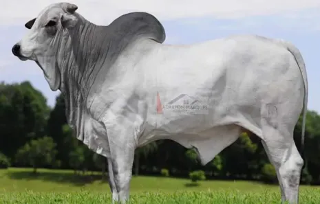 Fazenda/Sítio à venda, 2420000m² no Itapeva, Itapeva