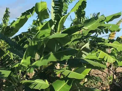 Fazenda/Sítio com 2 Quartos à venda, 2500m² no , Monte Alegre