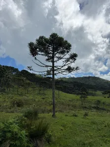 Lote/Terreno à venda, 20000m² no Urubici, Urubici