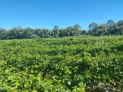 Fazenda/Sítio com 2 Quartos à venda, 200000m² no Centro, Casimiro de Abreu