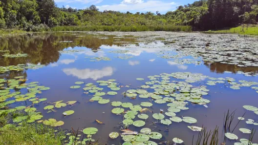 Fazenda/Sítio com 5 Quartos à venda, 242000m² no Jardim Paraíso, Botucatu