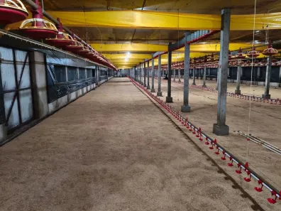 Lote/Terreno à venda, 43000m² no , Mandaguari