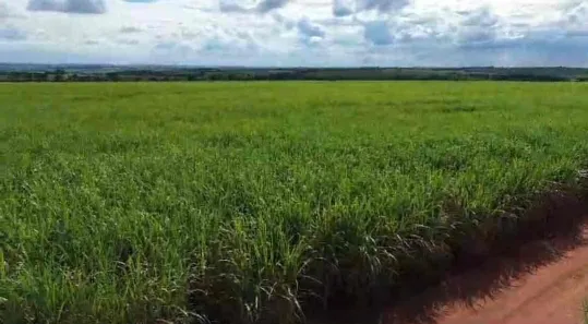 Fazenda/Sítio com 1 Quarto à venda, 1m² no Guaraci, Guaraci