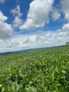 Fazenda/Sítio com 5 Quartos à venda, 37m² no , Itapuranga