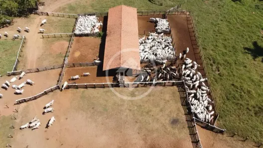 Fazenda/Sítio à venda, 2815m² no , São Félix do Araguaia
