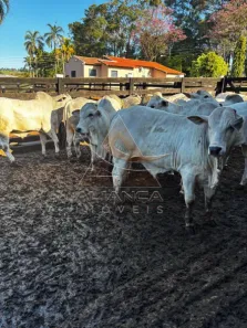 Fazenda/Sítio com 1 Quarto à venda, 22368544m² no , Prata