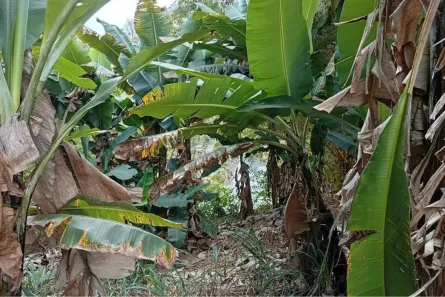 Lote/Terreno com 1 Quarto à venda, 100m² no Colônia Santa Isabel, Betim