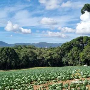 Fazenda/Sítio à venda, 35198m² no Roça Velha, São José dos Pinhais