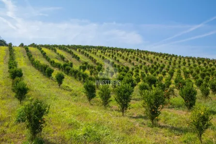 Fazenda/Sítio com 3 Quartos à venda, 260000m² no Centro, Moeda