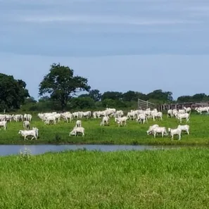 Fazenda/Sítio à venda, 16898800m² no Zona Rural, Miranda
