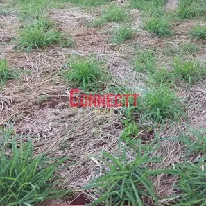 Lote/Terreno à venda, 10m² no Parque das Oliveiras, Ribeirão Preto