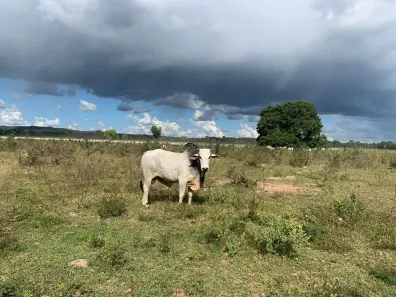 Fazenda/Sítio com 3 Quartos à venda, 42240000m² no , Coxim