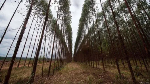 Fazenda/Sítio à venda, 10000000m² no Porto Seguro, Porto Seguro