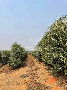 Fazenda/Sítio à venda, 416080m² no , Três Pontas