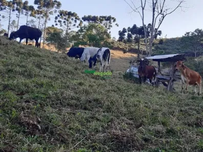 Fazenda/Sítio com 1 Quarto à venda, 169000m² no Centro, Cunha
