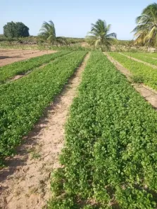 Fazenda/Sítio com 3 Quartos à venda, 70000m² no , Ceará-Mirim
