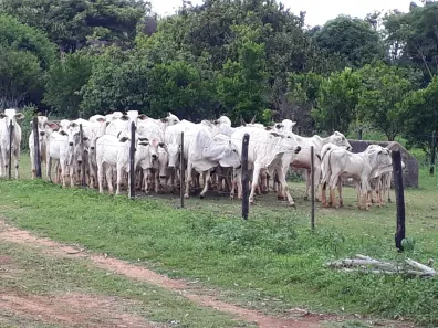 Lote/Terreno à venda, 20000m² no , Paraopeba
