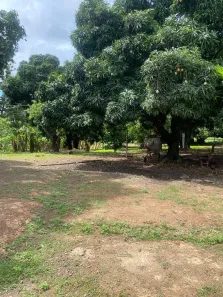 Fazenda/Sítio com 3 Quartos à venda, 500000m² no Setor Nordeste, Formosa