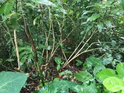 Lote/Terreno à venda, 980m² no Roseira, Mairiporã
