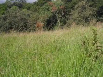 Lote/Terreno à venda, 5000m² no Parque Rincão, Cotia