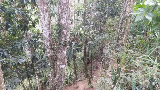 Lote/Terreno à venda, 1478m² no Itaipava, Petrópolis