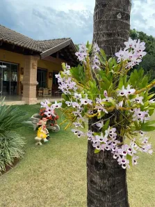 Fazenda/Sítio com 3 Quartos à venda, 700m² no Jafa, Garça