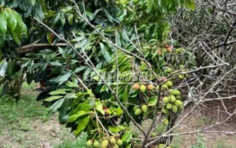 Fazenda/Sítio com 4 Quartos à venda, 288m² no , Araçoiaba da Serra