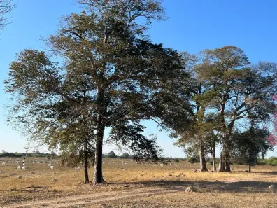 Fazenda/Sítio à venda, 300m² no Centro, Nova Xavantina